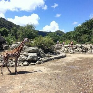 Découvrez la magie du Zoo de la Guadeloupe